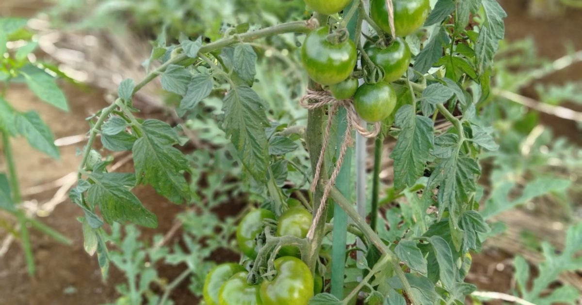 家庭菜園で育てているミニトマト